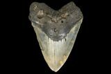 Fossil Megalodon Tooth - + Foot Prehistoric Shark #114403-1